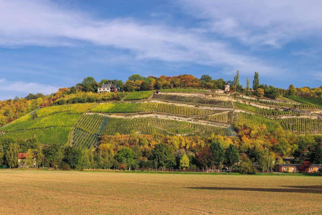 Weinbaugebiet Saale-Unstrut - Naumburg (Saale) Weinbaugebiet Saale-Unstrut - Naumburg (Saale)