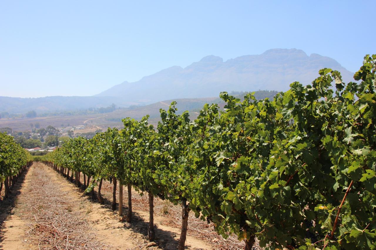 Südafrika: Weingebit - Stellenbosch