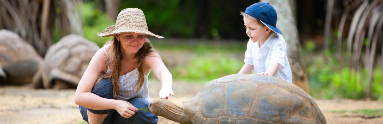 Mauritius - Schildkröte - Schmal