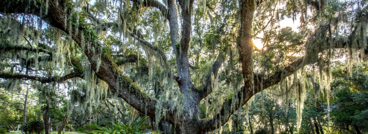 Rundreise USA: Florida - Bulow Creek State Park