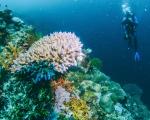 Korallenriff im Mittelmeer entdeckt - Vor der Küste von Cannes erstreckt sich ein im Februar 2021 eröffnetes Unterwassermuseum. (Symbolbild)