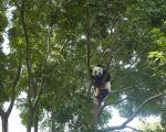 China: Sichuan Panda - China setzt sich mit zehn neuen Nationalparks für den Artenschutz ein.