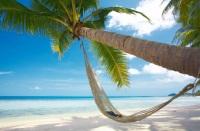Ab sofort können Air-Berlin-Passagiere auf die Seychelleninsel Praslin fliegen. Strand mit Palme