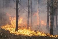 Portugal: Waldbrände im Norden halten Feuerwehr in Atem 