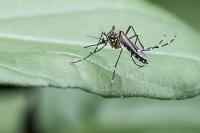 Bali: Denguefieber-Impfung für Reisende empfohlen