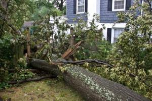 Ein Baum ist durch einen Sturm auf ein Gebäude gestürzt