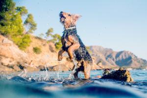 Hund im Meer