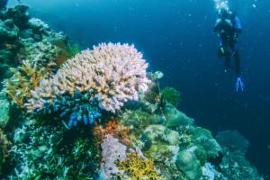 Korallenriff im Mittelmeer entdeckt