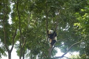China: Sichuan Panda