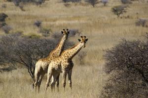 Südafrika Giraffen Safari