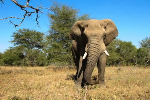 Kenia_Elefant