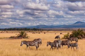 Im Süden Kenias ist für Masai Mara ein neuer internationaler Flughafen in Planung. Kenia, Masai Mara