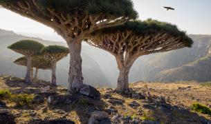 Bäume auf Socotra