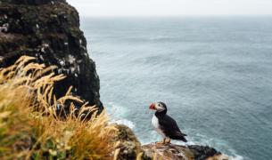 Klippe Latrabjarg - Island Klippe Latrabjarg - Island