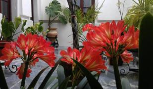 Hotel Maestre
