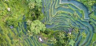 Reisterrassen Ubud