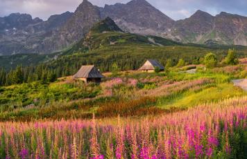 Berge, Tal, Hütten, Blumen Polen