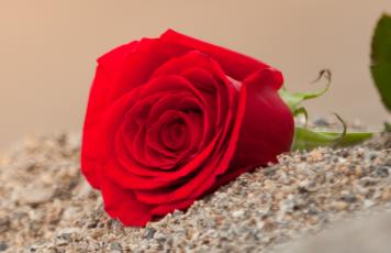 Rose, Strand
