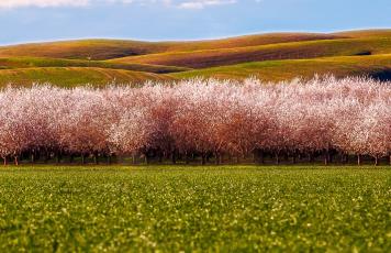 USA: Kalifornien - Mandelblüte - Emotion