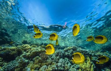 Rotes Meer, Schnorcheln, Unterwasserwelt Sharm el Sheikh / Nuweiba / Taba
