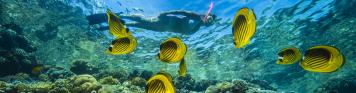 Sharm el Sheikh / Nuweiba / Taba Rotes Meer, Schnorcheln, Unterwasserwelt Sharm el Sheikh / Nuweiba / Taba