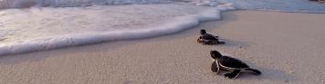 Strand-Schildkröte-Emotion