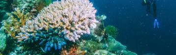 Korallenriff im Mittelmeer entdeckt