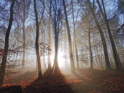 Blieskastel bietet nicht nur Architektur, sondern auch idyllische Natur. Wald bei Blieskastel