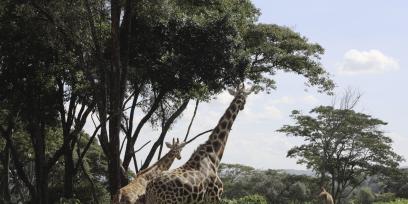 Kenia - Nairobi Kenia - Nairobi