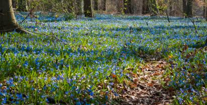 Blausternblüte Knoblochsaue - Hessen Blausternblüte Knoblochsaue Hessen