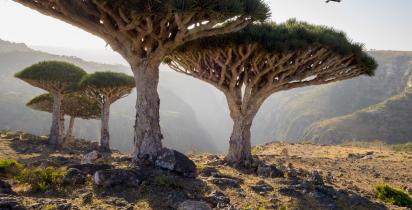 Socotra - Jemen Socotra - Jemen