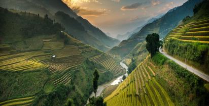 Vietnam: Reisterrasse