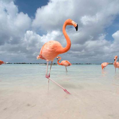 Aruba
