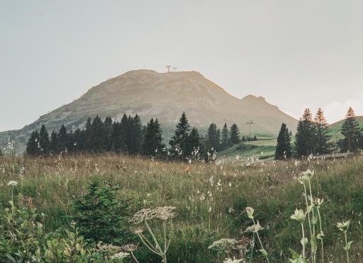 Bergwiese im Sonnenuntergang