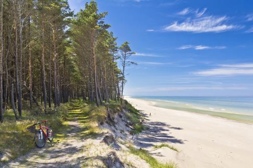 Ostseestrand mit Wald