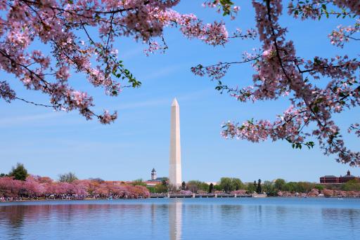 Kirschblüte in Washington
