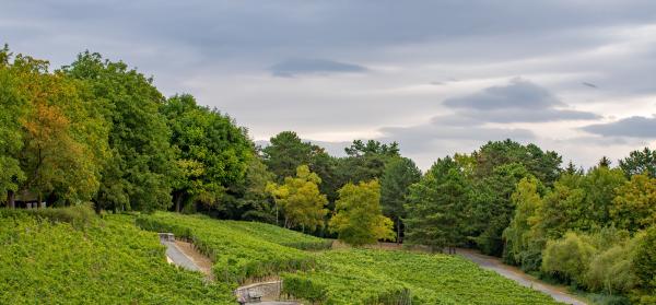 Park, Weg Bad Vilbel