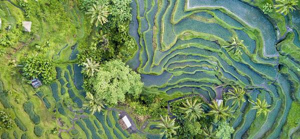 Reisterrassen Ubud