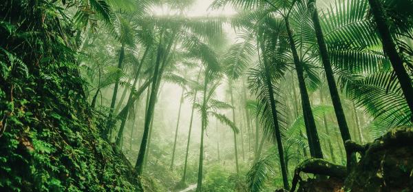 El Yunque Nationalpark Puerto Rico