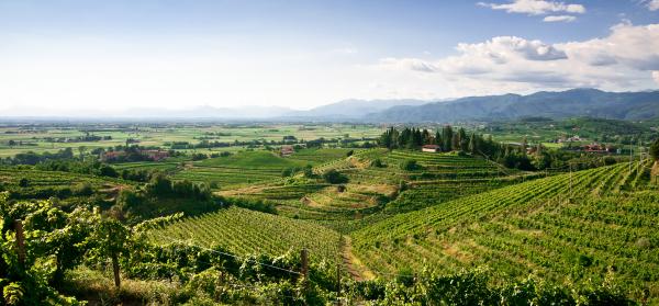 Italien, Friuli Venezia Giulia, Udine, Weinberge, Alpen