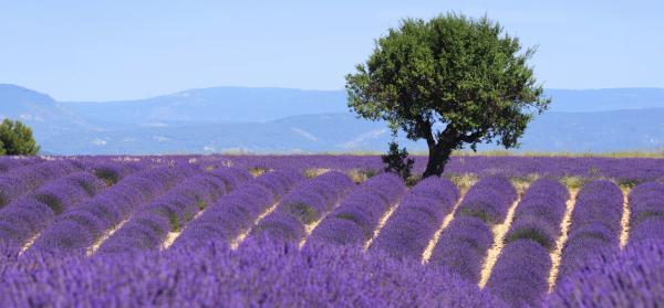 Provence