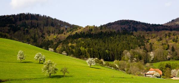 Schwarzwald