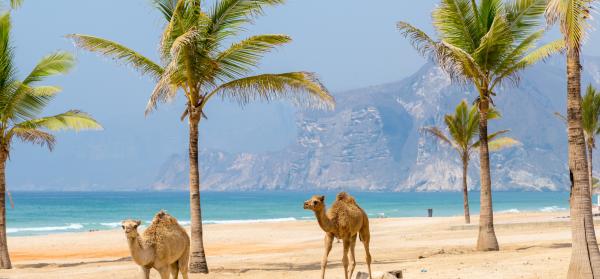 Berge, Meer, Tiere Oman