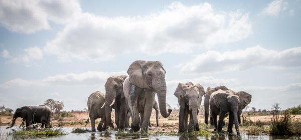 Tier, Elefant, Safari, Nationalpark, Natur East London