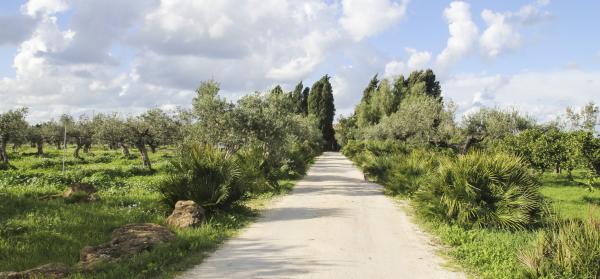 Garten, Plantage, Weg Caltanissetta