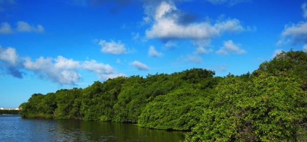 Wald Brasilien