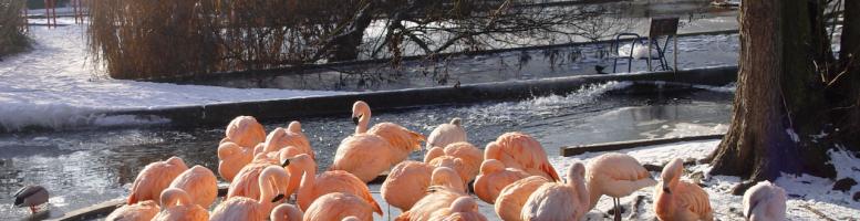 Flamingos#Luisenpark_Mannheim