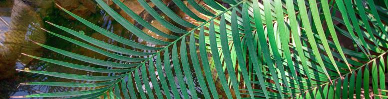 Botanischer_Garten+Palmengarten+Symbolbild+Palme