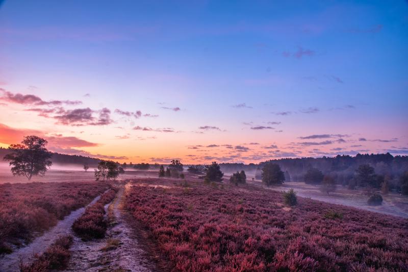 Heide