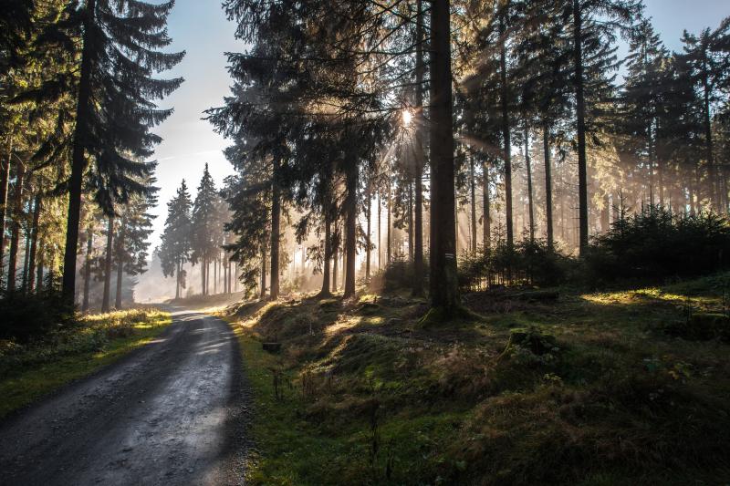 Taunus